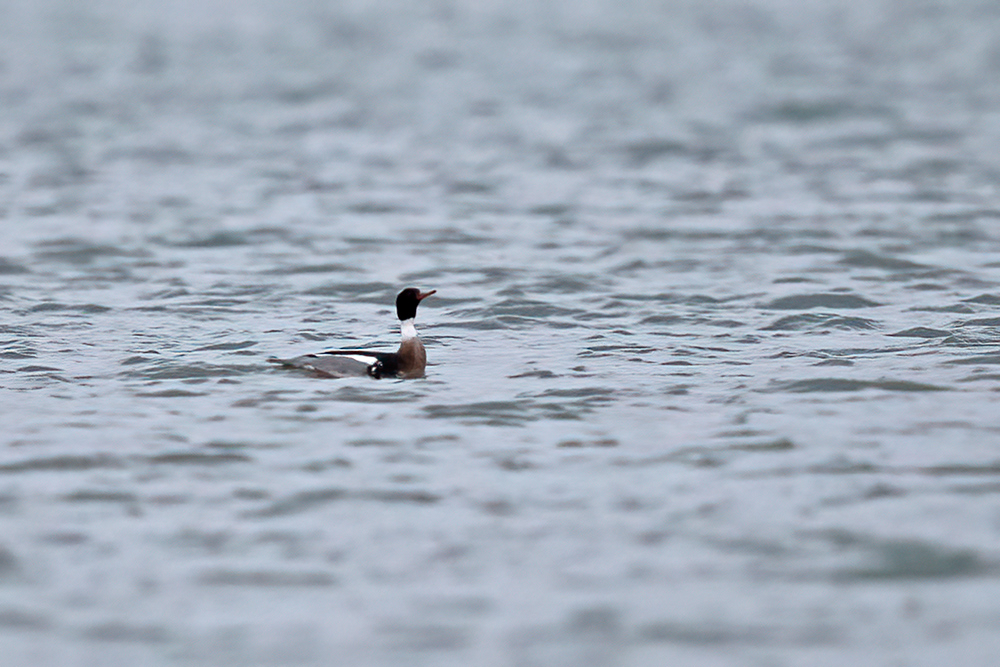 Red-breasted Merganser